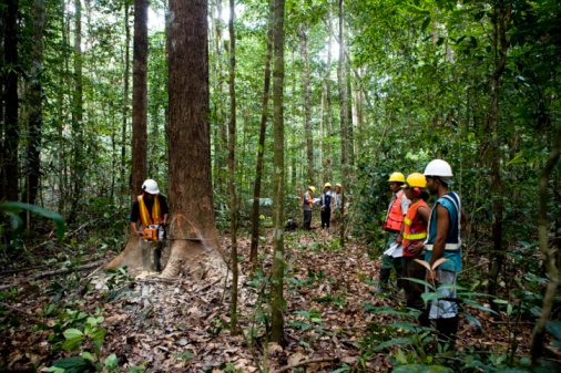 Guyana eyes bigger forest earnings without cutting more trees