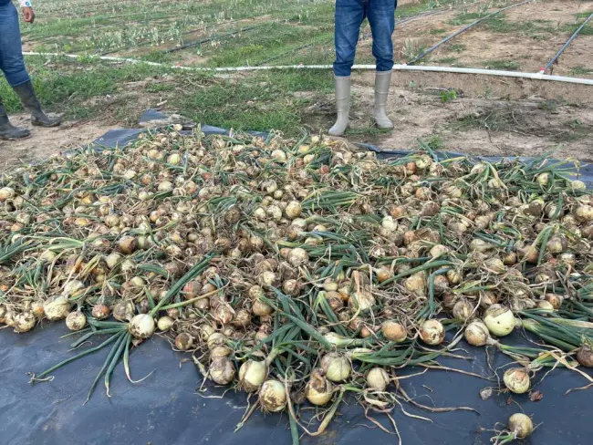 NAREI partners with Lethem farmer to produce 250,000 lbs of onions