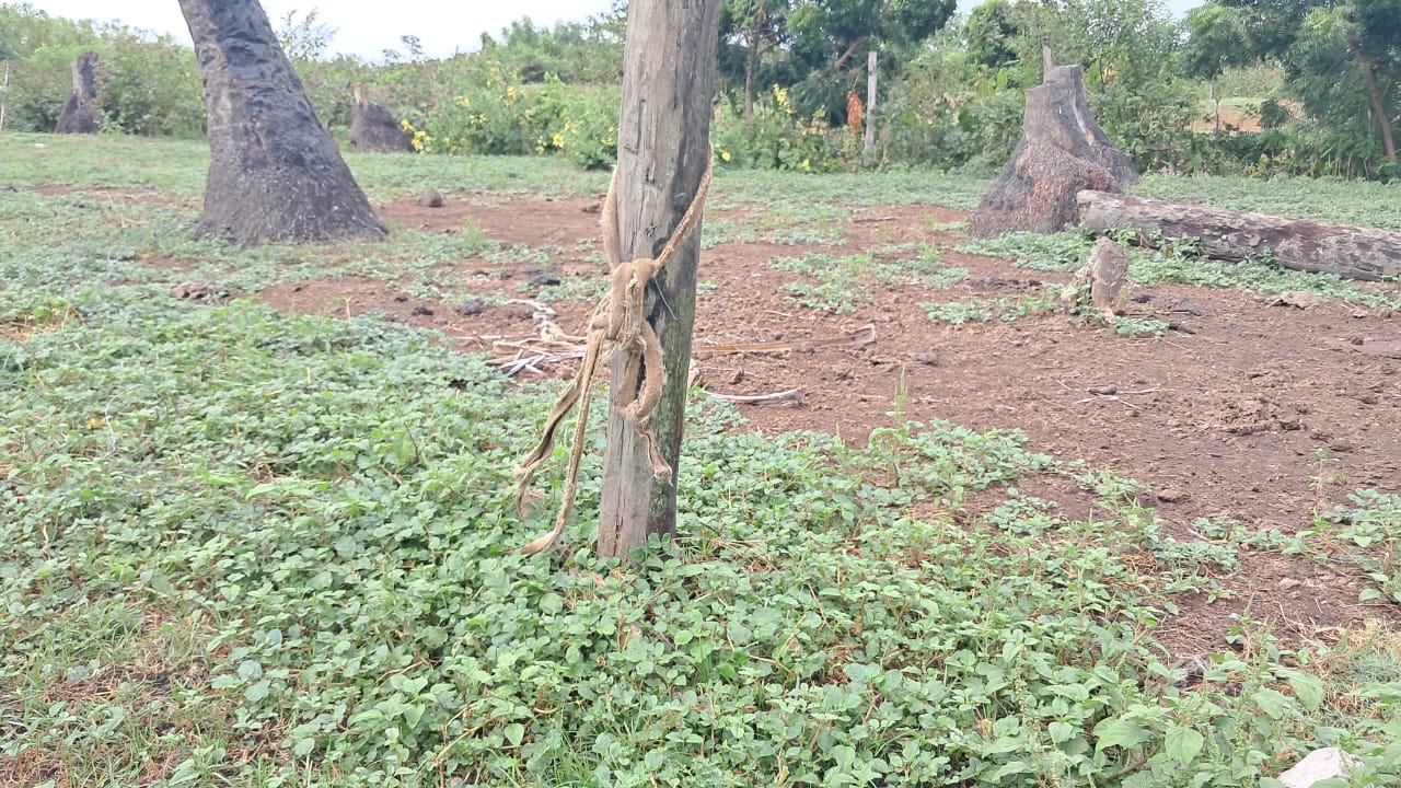 Brighton farmer loses 6 animals as cattle rustlers strike again in Corentyne