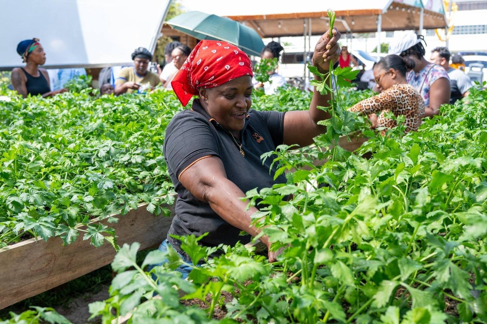 First crop harvested under President Ali’s homestead agri-project for Tiger Bay women