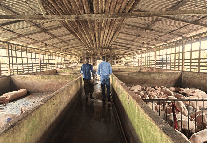 Seaboard engages Gira Food to assess viability of developing a pork industry in Guyana