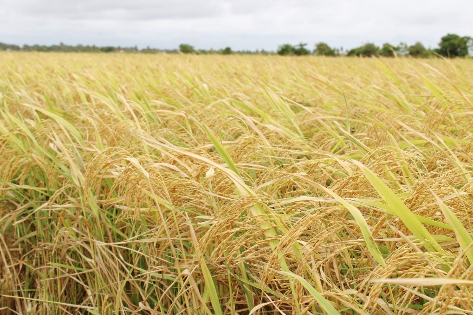 Rice industry strong, resilient, and expanding – Agri Ministry rejects Opposition’s claims