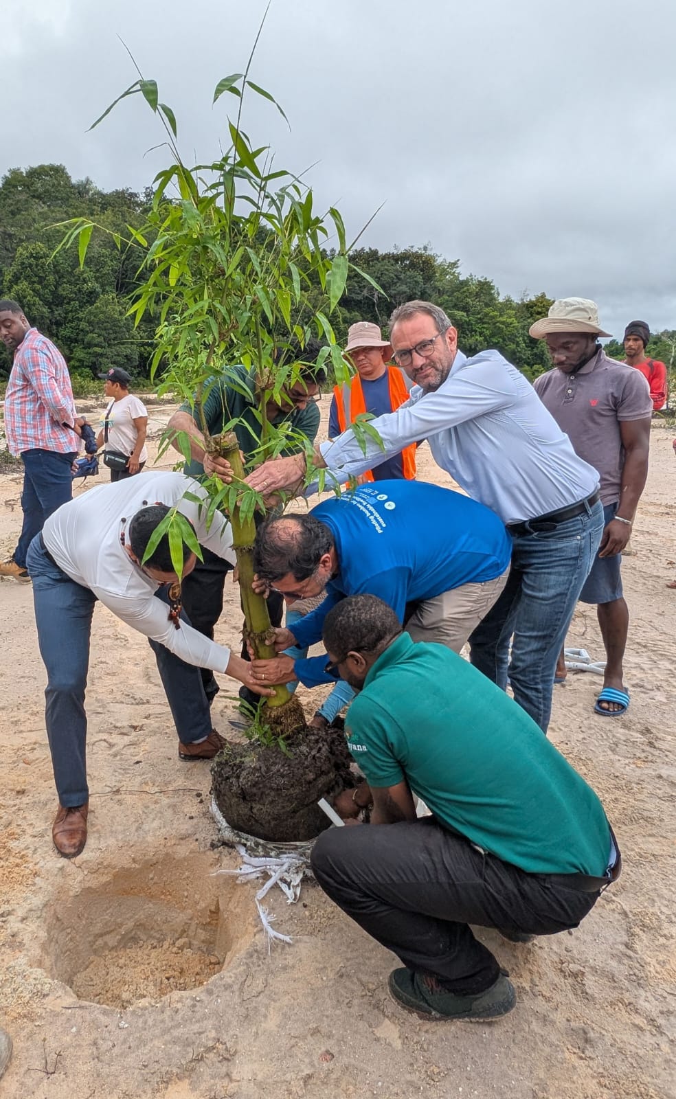 Guyana launches bamboo pilot project