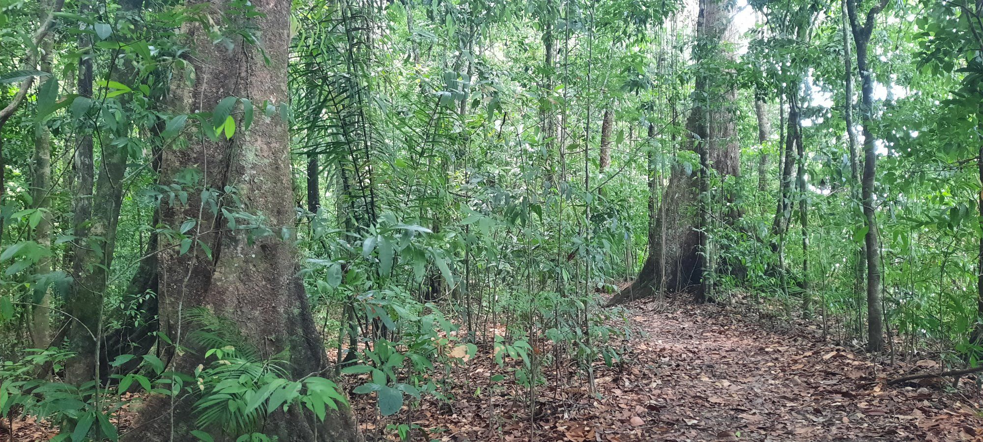 Pres. Ali challenges Iwokrama to become Guyana’s hub for biodiversity science