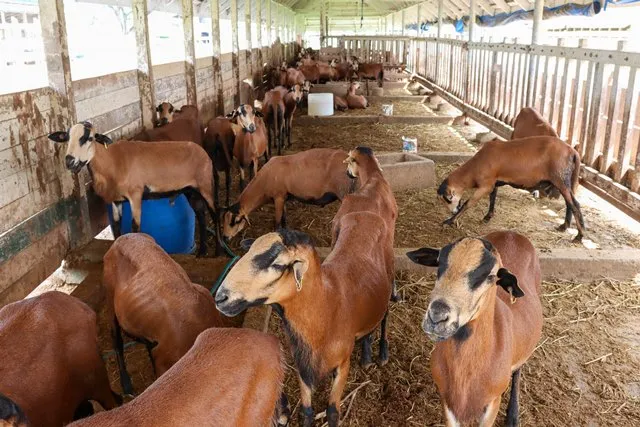 More than 500 farmers benefit as Guyana’s black belly sheep stock climbs to over 3,000 – INews Guyana